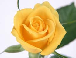Gioco Puzzle: Rose gialle