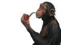 Gioco Monkey with a pipe