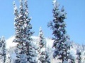 Gioco Hidden targets snowy forest