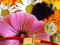 Gioco Hidden Honey Bee