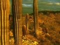 Gioco Cactus desert escape