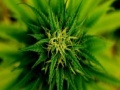 Gioco Marijuana Plant Slider