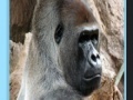 Gioco Apes jigsaw