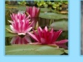 Gioco Aquatic Plants Jigsaw