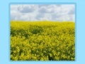 Gioco Flower fields Jigsaw