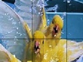 Gioco Three canary slide puzzle