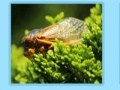 Gioco Cicida Jigsaw