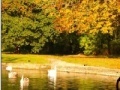 Gioco Jigsaw: Autumn Pond