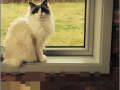 Gioco RePixel Find a Cat 