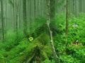 Gioco Tongass National Forest Escape