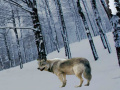 Gioco Wolf Forest Escape