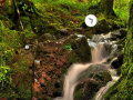 Gioco Bushland Escape
