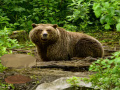 Gioco Bavarian Forest Escape