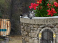 Gioco Cat Well Escape