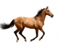Gioco Create Your Own Horse