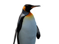 Gioco Penguin Painting: Coloring For Kids