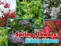 Gioco Spring Flowers: Hidden Objects