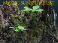 Gioco Mystic sunset forest