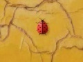 Gioco Time 4 ladybug