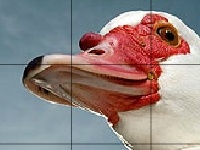Gioco Red beak