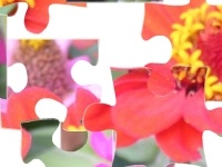 Gioco Flowers 2