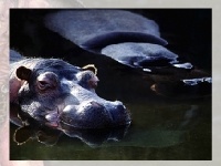 Gioco Hippo