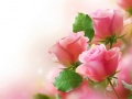 Gioco Pink Roses