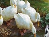 Gioco Duck family