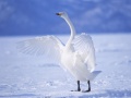 Gioco Graceful Swans