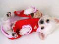 Gioco Lovely Puppy Slide