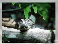 Gioco Alligator