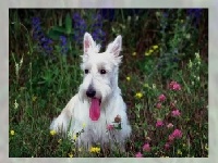 Gioco Different dogs