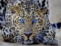 Gioco Leopard