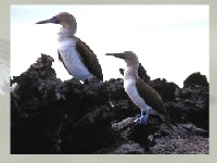 Gioco Marine birds