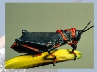 Gioco Grasshopper