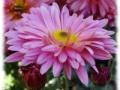 Gioco Jiggsaw: Pink flower