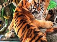 Gioco Funny tigers