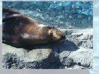 Gioco Sea lion