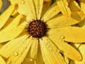 Gioco Flower Petals Raindrop Jigsaw