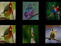 Gioco Memorize the birds