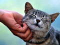 Gioco Tickling Cat
