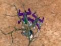 Gioco Space Fortress