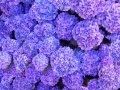 Gioco Hidden Stars Flowers