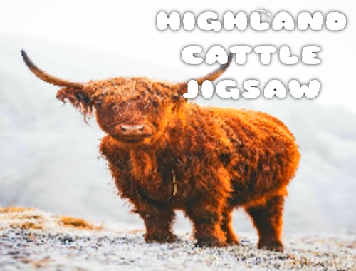 Gioco Puzzle di bovini delle Highland 