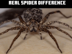 Gioco Real Spider Difference