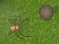 Gioco Crazy Armadillo
