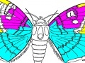 Gioco Coloring 5 butterfly
