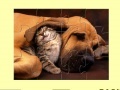 Gioco Cute Cat And Dog