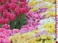 Gioco Hidden Hearts - Spring Flowers