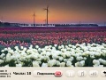 Gioco Windflowers Find Numbers